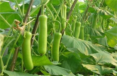 瓠瓜?食用價(jià)值——食堂食材配送